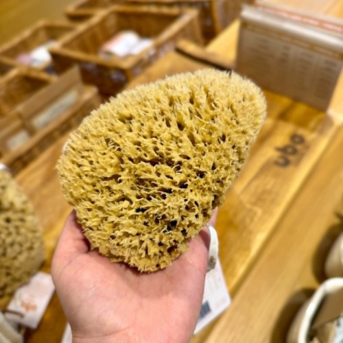 Naturalna Gąbka morska Plaster Miodu M (12-15cm) Ubo